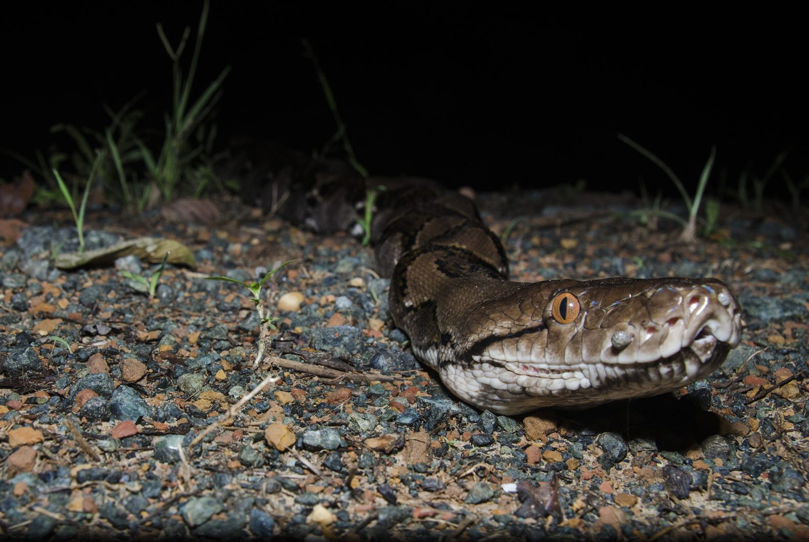 Reticulated Python on the gravel road at night, Deramakot